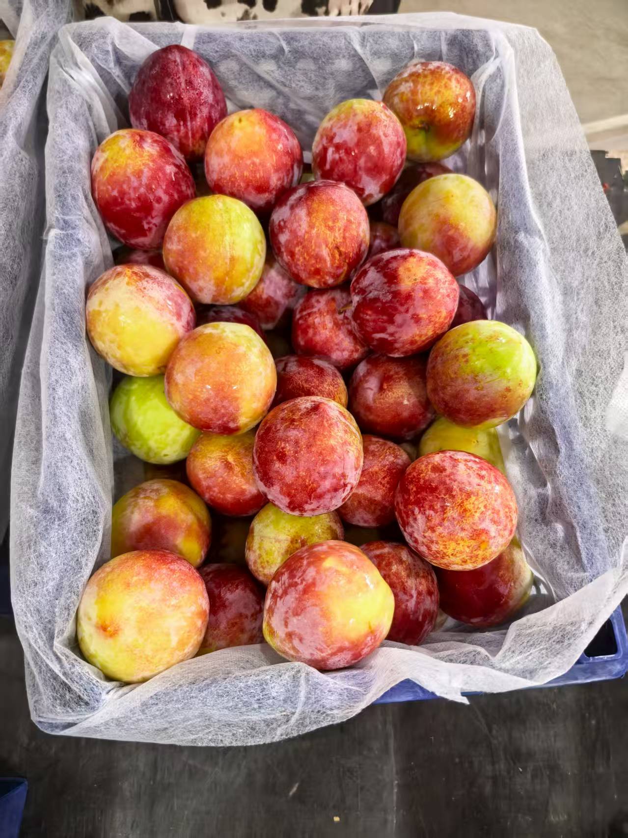 鲜李子