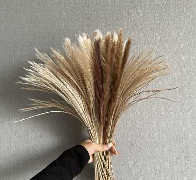 潘帕斯草套装