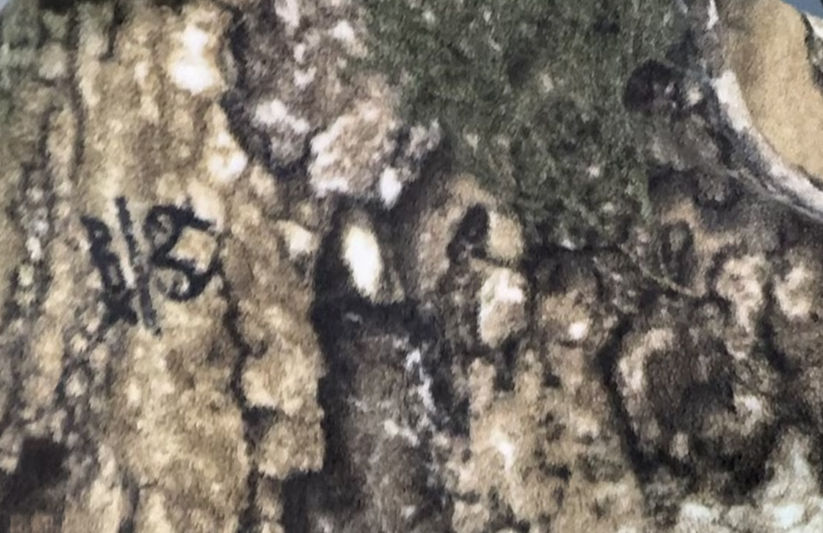 全涤针织印花摇粒绒布