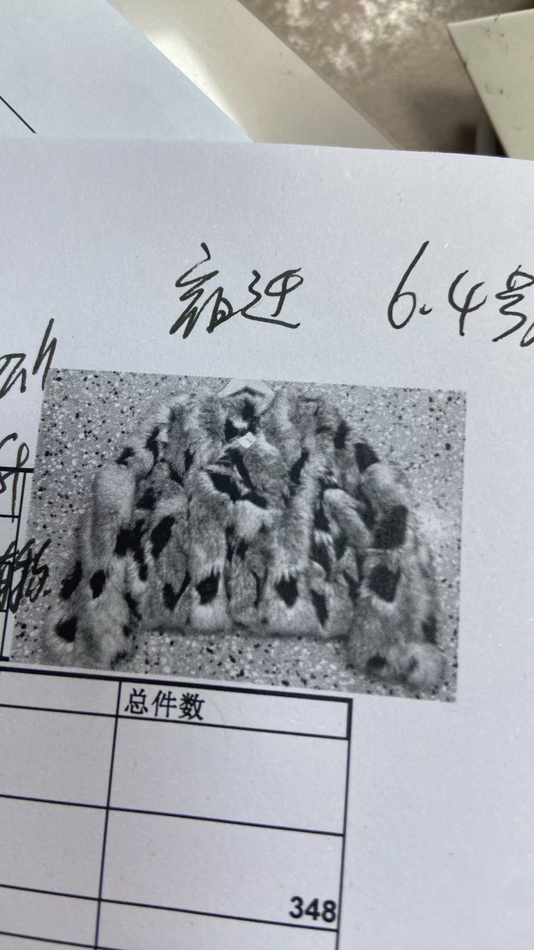 女式大衣